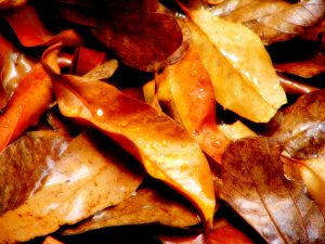421086_autumn_or_fall_leaves_in_rain.jpg